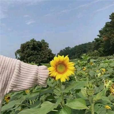 侠客传手游下载